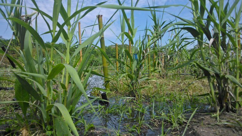 Arundo donax como fitoremediadora