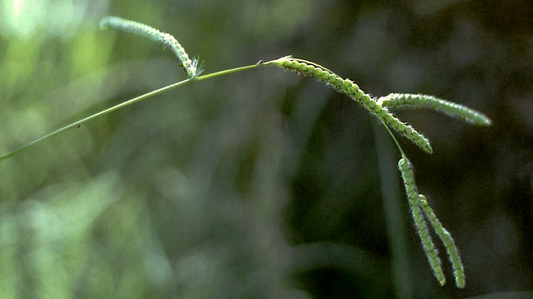 Paspalum dilatatum