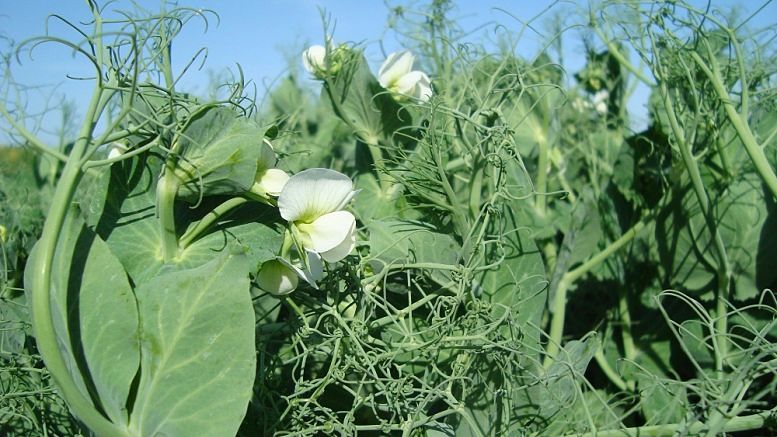 cultivo de arveja
