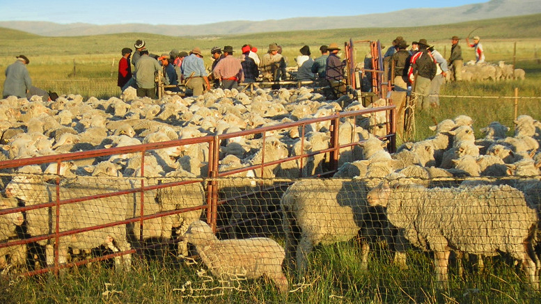 piquete de ovejas