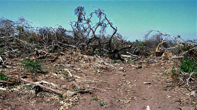 deforestación