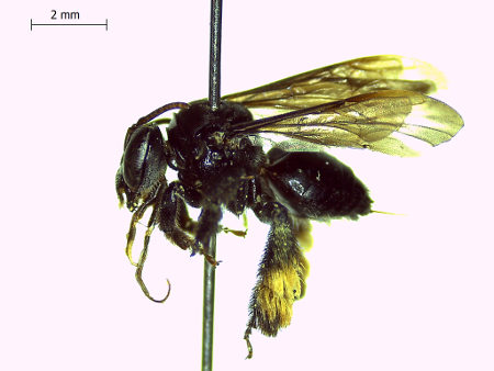 Descubren nuevas especies de abejas – Sobre La Tierra