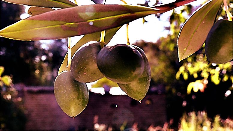 aceitunas al sol