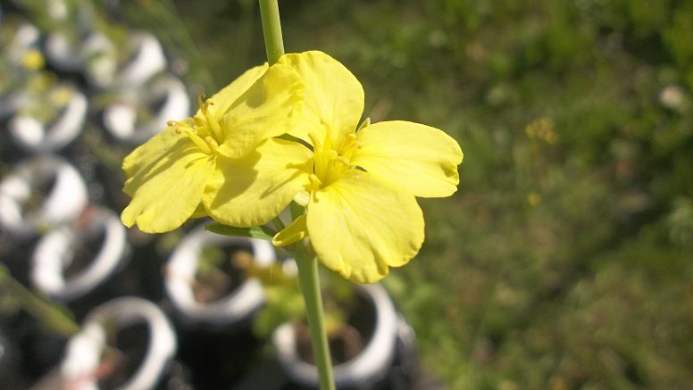 La Facultad de Agronomía de la UBA tiene diferentes líneas de estudio para la remediación del Riachuelo. Una de ellas, investiga la mostaza etíope que tuvo resultados prometedores en la inmovilización y extracción de zinc y cadmio.