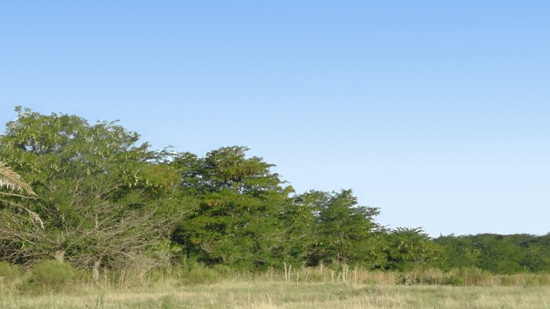 Monte de acacias