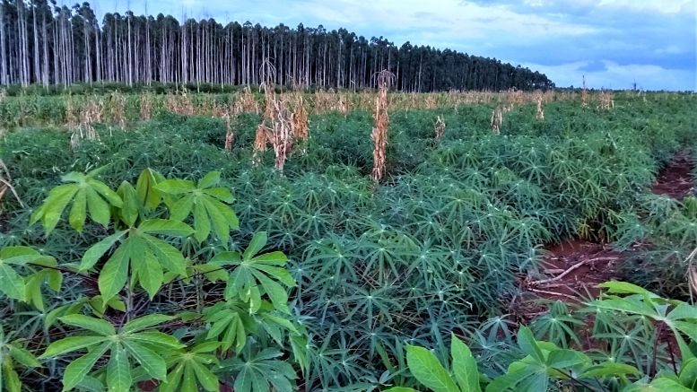 “La agroecología se puede pensar como una disciplina científica, una forma de desarrollar la agricultura y un movimiento que busca construir una sociedad más igualitaria, cuidar la naturaleza y transformar el modelo agrícola y el sistema agroalimentario”, explicó Damián Vega, docente e investigador de la FAUBA.